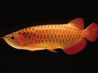養龍魚用什么過濾最好，養龍魚用什么最好，養龍魚用什么過濾最好 養龍魚用什么過濾最好，養龍魚用什么最好，養龍魚用什么過濾最好 觀賞魚百科 第2張