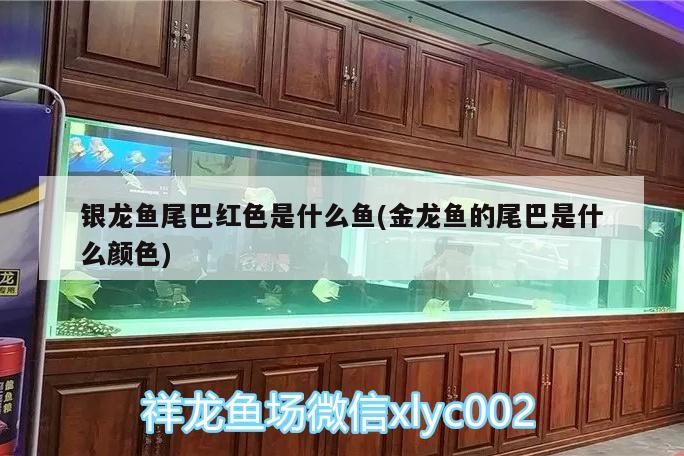 銀龍魚尾巴紅色是什么魚(金龍魚的尾巴是什么顏色)