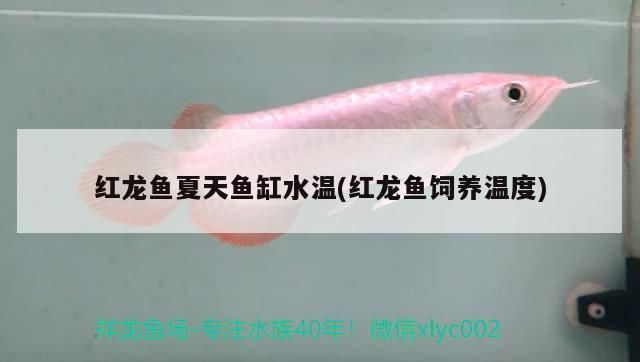 最有效防止紅龍魚掉眼睛的辦法：最有效防止紅龍魚掉眼的辦法