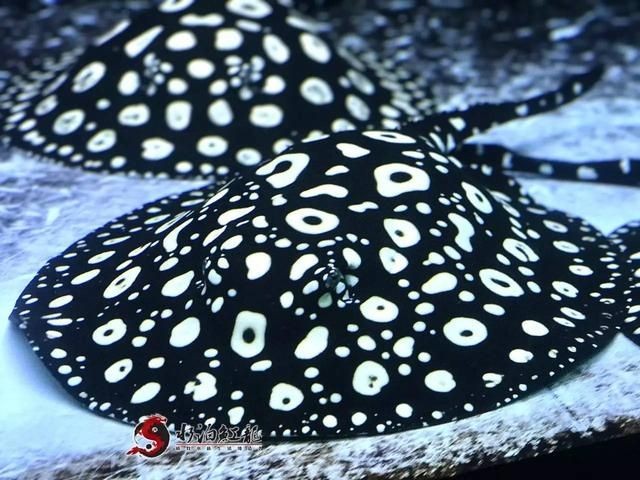 鑒別純血皇冠黑白魟魚的起源和特點黑白魟魚的區別:如何挑選純血皇冠黑白魟魚 魟魚百科 第1張 鑒別純血皇冠黑白魟魚的起源和特點黑白魟魚的區別:如何挑選純血皇冠黑白魟魚 鑒別純血皇冠黑白魟魚的起源和特點黑白魟魚的區別:如何挑選純血皇冠黑白魟魚 魟魚百科 第1張