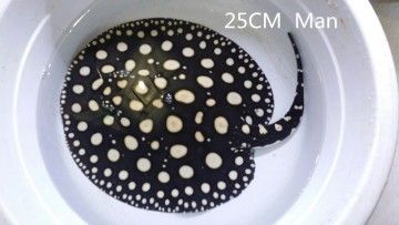 鑒別純血皇冠黑白魟魚的起源和特點黑白魟魚的區別:如何挑選純血皇冠黑白魟魚 魟魚百科 第4張 鑒別純血皇冠黑白魟魚的起源和特點黑白魟魚的區別:如何挑選純血皇冠黑白魟魚 鑒別純血皇冠黑白魟魚的起源和特點黑白魟魚的區別:如何挑選純血皇冠黑白魟魚 魟魚百科 第4張
