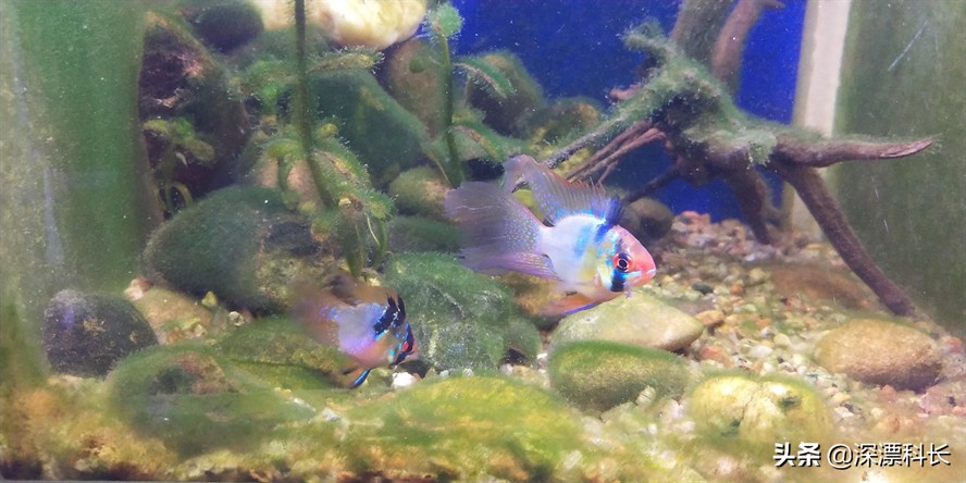 1米的魚(yú)缸放多少慶大霉素：1米的魚(yú)缸放10支慶大霉素合適嗎 1米的魚(yú)缸放多少慶大霉素：1米的魚(yú)缸放10支慶大霉素合適嗎 魚(yú)缸百科 第2張