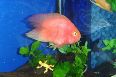 1米的魚(yú)缸放多少慶大霉素：1米的魚(yú)缸放10支慶大霉素合適嗎 1米的魚(yú)缸放多少慶大霉素：1米的魚(yú)缸放10支慶大霉素合適嗎 魚(yú)缸百科 第3張
