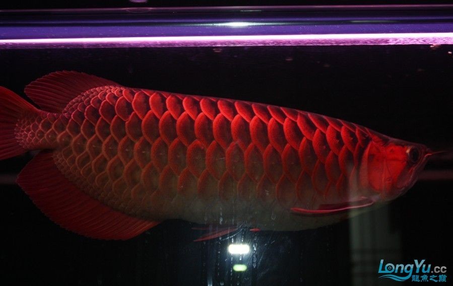 金龍紅龍魚(yú)苗怎么區(qū)分公母：關(guān)于“金龍紅龍魚(yú)苗怎么區(qū)分公母”的查詢當(dāng)前無(wú)法直接提供具體信息 金龍紅龍魚(yú)苗怎么區(qū)分公母：關(guān)于“金龍紅龍魚(yú)苗怎么區(qū)分公母”的查詢當(dāng)前無(wú)法直接提供具體信息 紅龍魚(yú)百科 第5張