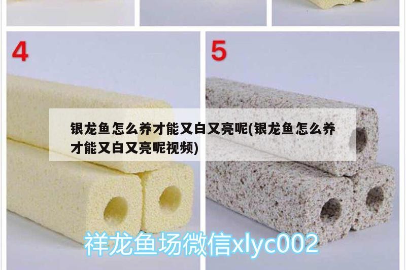 銀龍魚怎么養才能又白又亮呢(銀龍魚怎么養才能又白又亮呢視頻)
