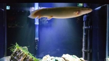 撫順水族館vs祥龍魚場（撫順水族館和祥龍魚場各有其獨特的定位和功能）