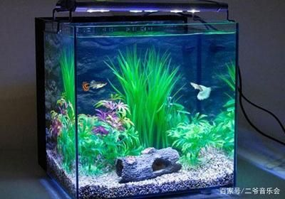 魟魚不能用什么藥水養活：養魟魚時不能隨意使用藥水，以下是具體的解釋：不能隨意使用藥水