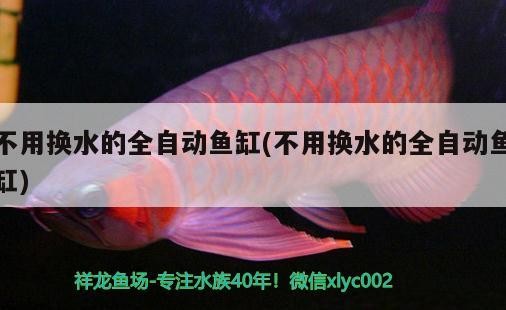 不用換水的全自動魚缸(不用換水的全自動魚缸)