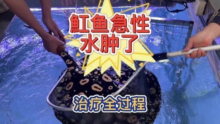 BD魟魚常見疾病的預防方法：養殖魟魚時常見的疾病癥狀包括魚缸里飄著紗帶一樣的魚便