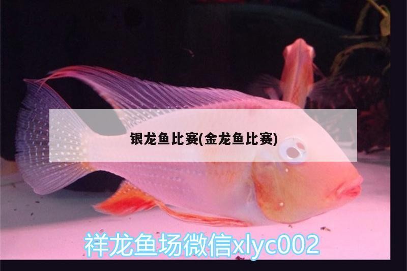 銀龍魚比賽(金龍魚比賽) 銀龍魚比賽(金龍魚比賽) 銀龍魚百科