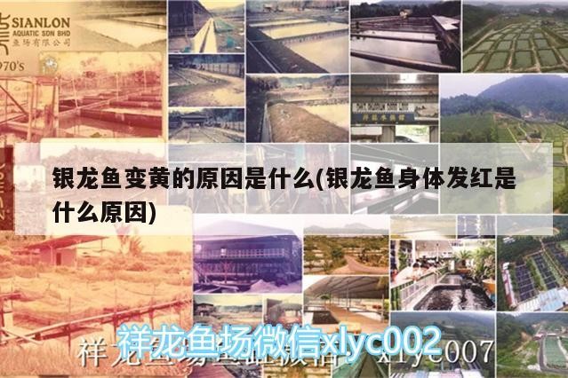 銀龍魚(yú)變黃的原因是什么(銀龍魚(yú)身體發(fā)紅是什么原因) 銀龍魚(yú)變黃的原因是什么(銀龍魚(yú)身體發(fā)紅是什么原因) 銀龍魚(yú)百科