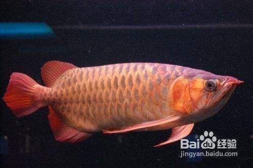 龍魚炸鱗怎么治vs祥龍魚場(chǎng)：如何選擇健康的龍魚龍魚日常護(hù)理要點(diǎn)