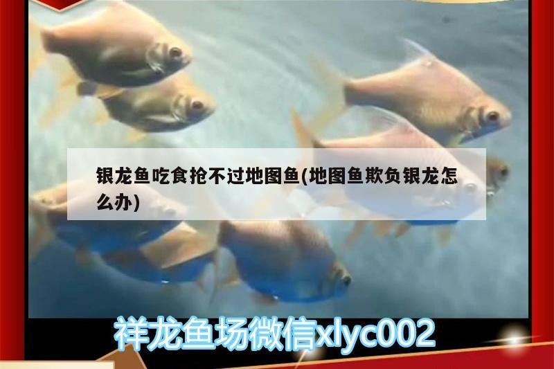 銀龍魚吃食搶不過地圖魚(地圖魚欺負銀龍怎么辦)