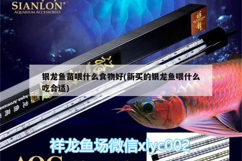 銀龍魚苗喂什么食物好(新買的銀龍魚喂什么吃合適)