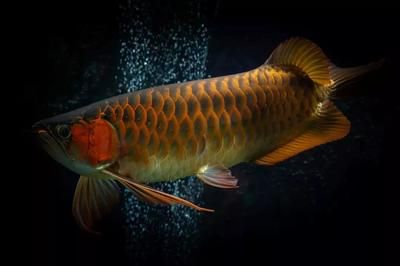 紅龍魚側(cè)燈用什么顏色好：紅龍魚側(cè)燈照射時間如何控制紅龍魚側(cè)燈顏色的影響
