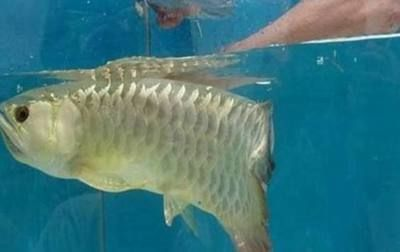 龍魚白便的原因分析水族常見病癥vs祥龍魚場：祥龍魚場的養殖技術，龍魚白便的預防