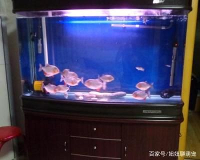 虎魚吃死魚嗎：如果虎魚長時間沒有食物來源，可能會被迫去吃死魚嗎