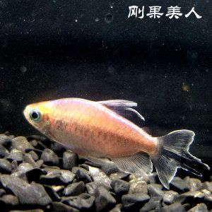 印尼虎魚價格及圖片：印尼虎魚價格