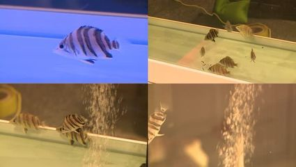 虎魚吃小魚視頻：對不起，由于搜索結果與您的問題時間與您的問題時間不符