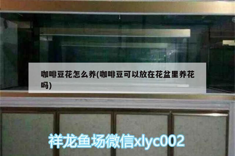 咖啡豆花怎么養(咖啡豆可以放在花盆里養花嗎) 咖啡豆花怎么養(咖啡豆可以放在花盆里養花嗎) 馬來西亞咖啡