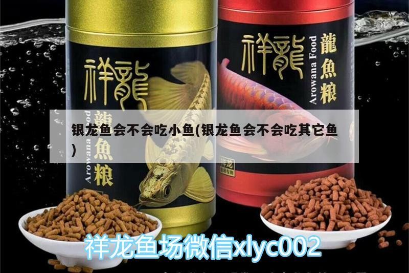 銀龍魚會不會吃小魚(銀龍魚會不會吃其它魚)