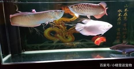 龍魚(yú)打斗