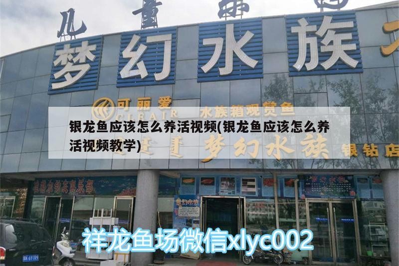 銀龍魚應該怎么養活視頻(銀龍魚應該怎么養活視頻教學)
