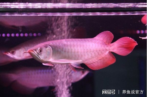 紅龍魚發色訣竅：紅龍魚發色的詳細訣竅