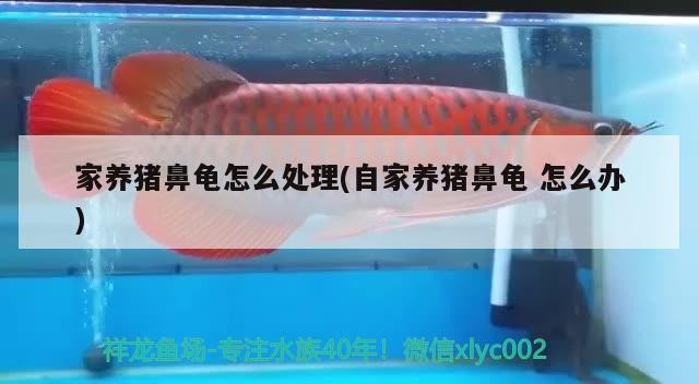 龍魚 家養(yǎng)豬鼻龜怎么處理(自家養(yǎng)豬鼻龜怎么辦) 豬鼻龜百科 家養(yǎng)豬鼻龜怎么處理(自家養(yǎng)豬鼻龜怎么辦) 家養(yǎng)豬鼻龜怎么處理(自家養(yǎng)豬鼻龜怎么辦) 豬鼻龜百科