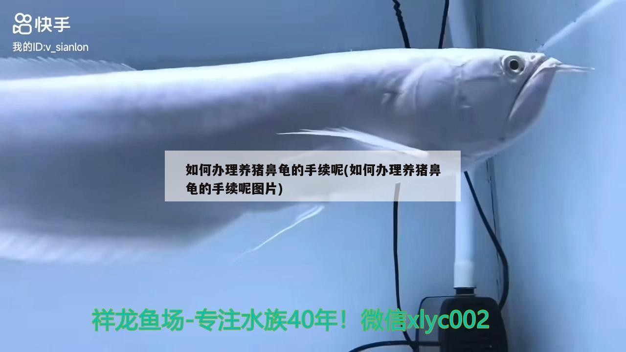 如何辦理養(yǎng)豬鼻龜?shù)氖掷m(xù)呢(如何辦理養(yǎng)豬鼻龜?shù)氖掷m(xù)呢圖片) 如何辦理養(yǎng)豬鼻龜?shù)氖掷m(xù)呢(如何辦理養(yǎng)豬鼻龜?shù)氖掷m(xù)呢圖片) 豬鼻龜百科