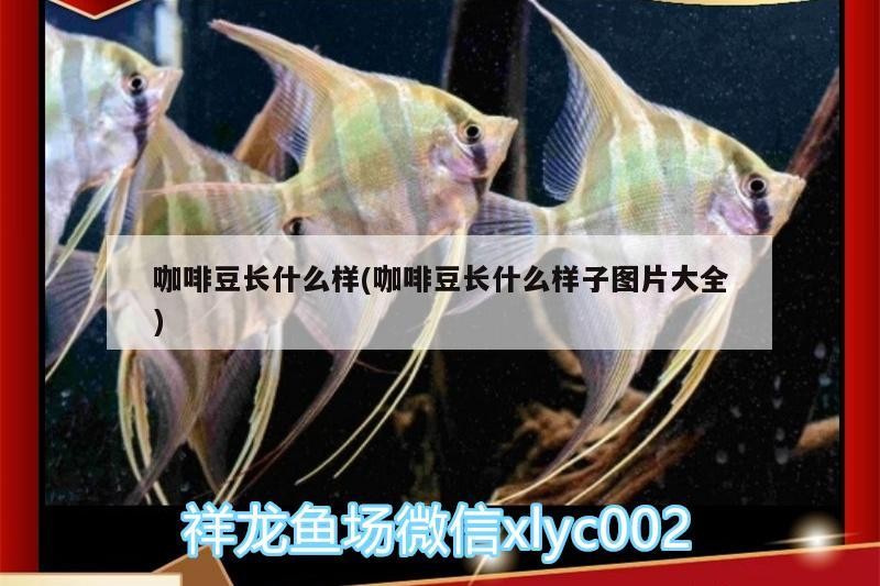 咖啡豆長什么樣(咖啡豆長什么樣子圖片大全)