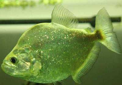虎魚適應溫度多少：虎魚適應溫度多少，飼養者應考慮