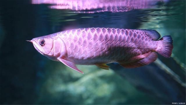 龍魚喂食幾個小時后可以換水啊？vs祥龍魚場：龍魚喂食后需要根據其消化能力和水質狀況決定換水的時間