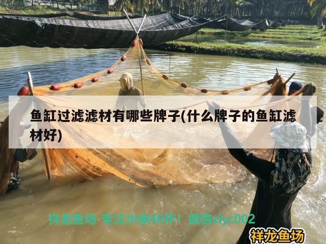 金龍魚(yú)圖片霸氣高清圖（金龍魚(yú)和銀龍魚(yú)有什么不同啊）