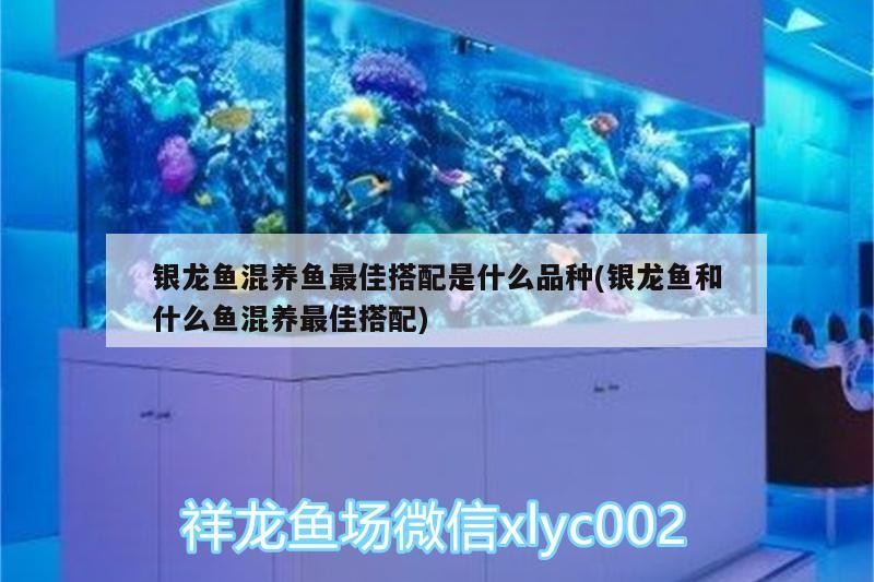 銀龍魚混養(yǎng)魚最佳搭配是什么品種(銀龍魚和什么魚混養(yǎng)最佳搭配)