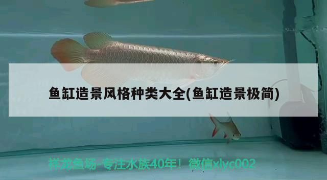 龍魚魚缸造景風格vs祥龍魚場：龍魚魚缸造景風格與祥龍魚場