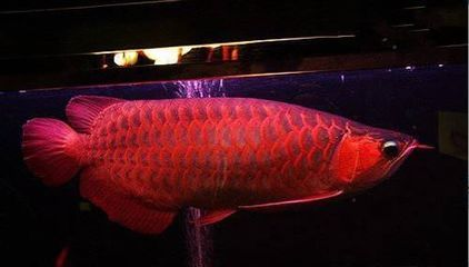 日本紅龍魚玩家叫什么