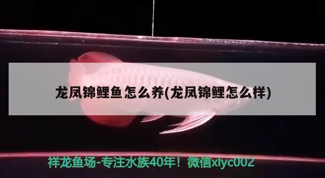 龍魚壓養(yǎng)能不能養(yǎng)回來vs祥龍魚場：祥龍魚場口碑評價，龍魚飼養(yǎng)技術要點 龍魚壓養(yǎng)能不能養(yǎng)回來vs祥龍魚場：祥龍魚場口碑評價，龍魚飼養(yǎng)技術要點 vs祥龍魚場 第3張