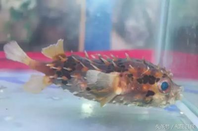 和田水族館vs祥龍魚場（和田水族館與祥龍魚場之間的差異之前，我們需要明確兩者的業務和特點）