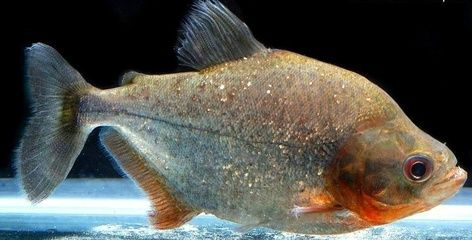 虎魚身上的黑點能去除么圖片：虎魚身上的黑點可能由多種原因引起
