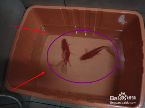魚缸用純凈水養魚可以嗎，如何自制適合養魚的水養魚用水硬度調節方法 魚缸用純凈水養魚可以嗎，如何自制適合養魚的水養魚用水硬度調節方法 魚缸百科 第5張