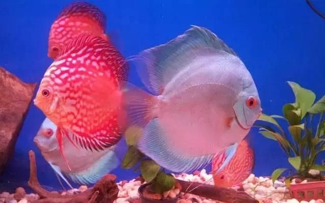 魚缸用純凈水養魚可以嗎，如何自制適合養魚的水養魚用水硬度調節方法 魚缸用純凈水養魚可以嗎，如何自制適合養魚的水養魚用水硬度調節方法 魚缸百科 第4張