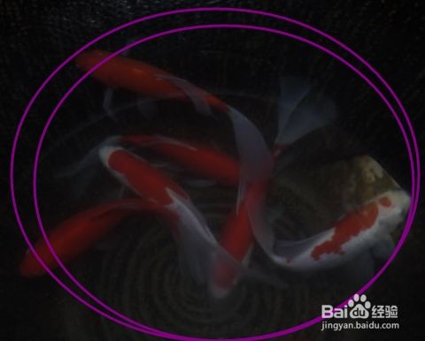 魚缸用純凈水養魚可以嗎，如何自制適合養魚的水養魚用水硬度調節方法 魚缸用純凈水養魚可以嗎，如何自制適合養魚的水養魚用水硬度調節方法 魚缸百科 第6張
