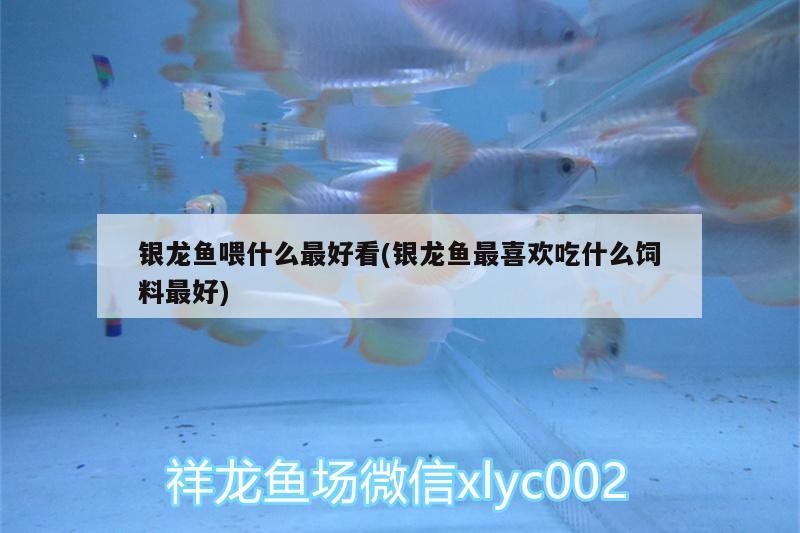 銀龍魚喂什么最好看(銀龍魚最喜歡吃什么飼料最好) 銀龍魚喂什么最好看(銀龍魚最喜歡吃什么飼料最好) 銀龍魚百科