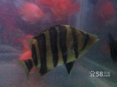 虎魚怎么看包肚包脖圖解：判斷虎魚是否具有“包肚包脖”的特征是一項重要的選擇標準