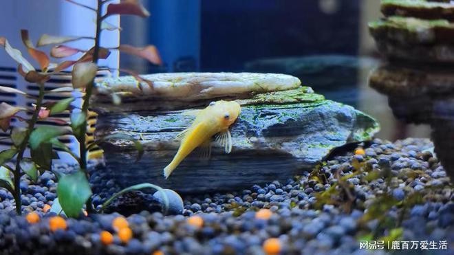 北京聚聚源居水族館（北京聚源酒店）