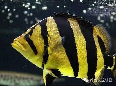 虎魚眼球突出怎么辦：虎魚眼球突出怎么辦，虎魚眼球突出的治療方法是什么