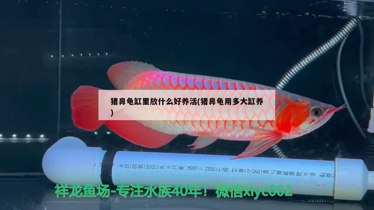 豬鼻龜缸里放什么好養活(豬鼻龜用多大缸養) 豬鼻龜缸里放什么好養活(豬鼻龜用多大缸養) 豬鼻龜百科