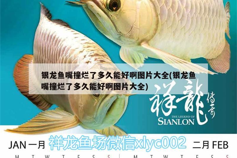 銀龍魚嘴撞爛了多久能好啊圖片大全(銀龍魚嘴撞爛了多久能好啊圖片大全) 銀龍魚嘴撞爛了多久能好啊圖片大全(銀龍魚嘴撞爛了多久能好啊圖片大全) 銀龍魚百科