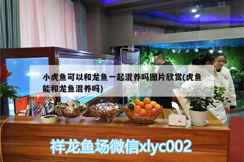 小虎魚可以和龍魚一起混養嗎圖片欣賞(虎魚能和龍魚混養嗎) 小虎魚可以和龍魚一起混養嗎圖片欣賞(虎魚能和龍魚混養嗎) 虎魚百科
